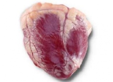 ������ �������